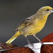 Hepatic Tanager